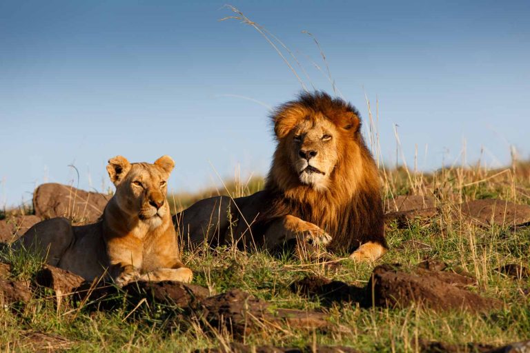 Lion-&-Safari-Day-Park