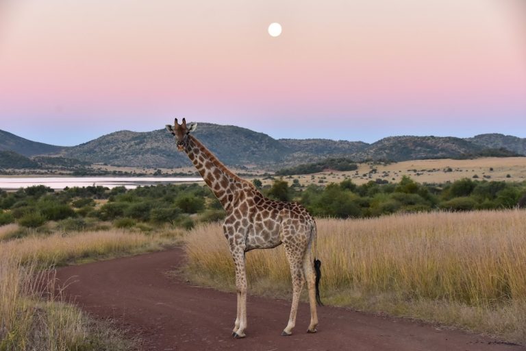 safaris-south-africa 7