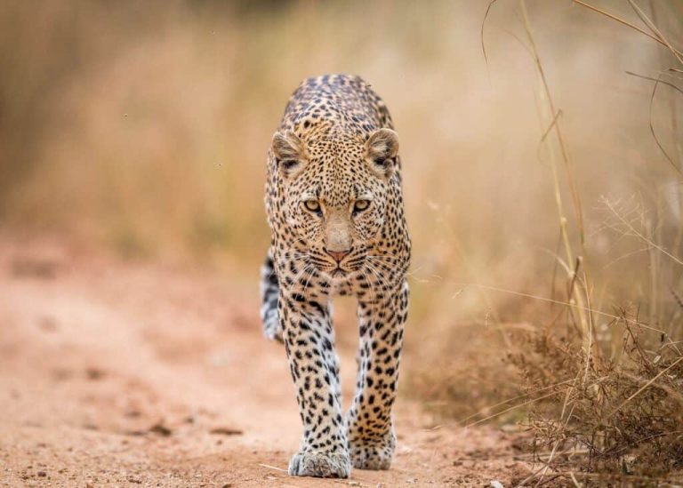 Cheeta-Kruger-2-1024x732