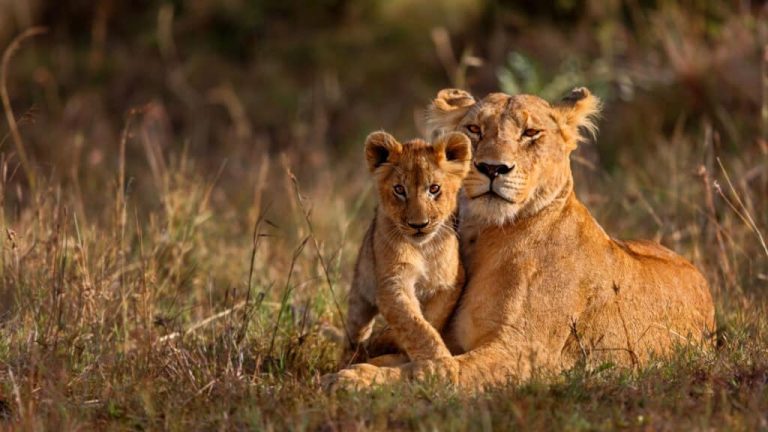 Lion-KRuger-2-1024x576